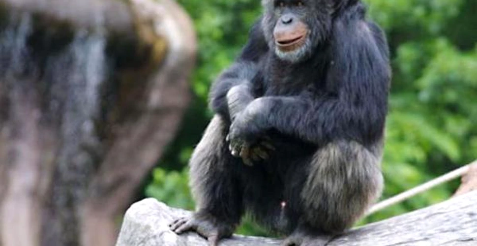 Pot organiza maimutele un atac impotriva oamenilor?