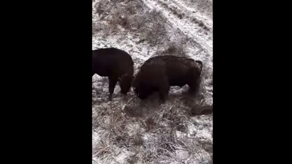 Imagini spectaculoase cu zimbri care se luptă, surprinse în Parcul Natural Vânători Neamț