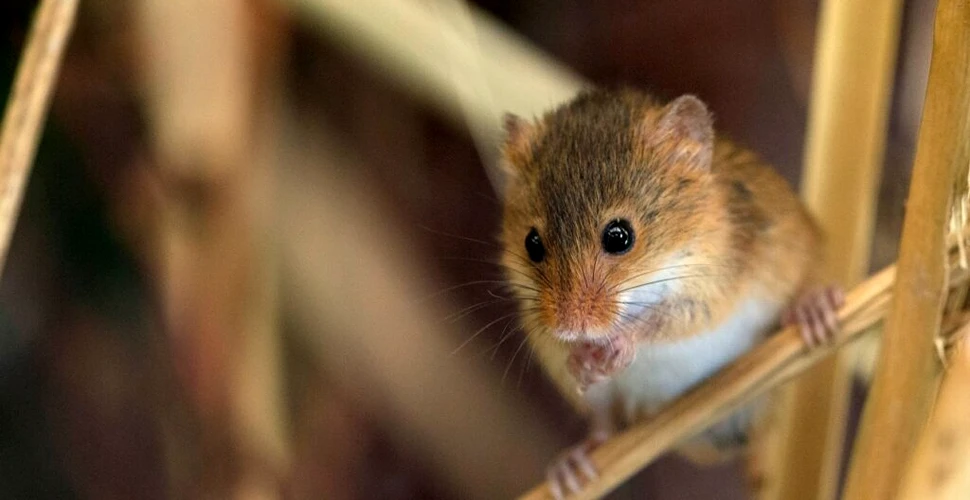 Un bărbat a descoperit că un șoarece „îi făcea curat în șopron”