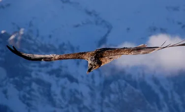 După aproape un secol, o pasăre foarte rară a fost văzută din nou în România. Povestea zăganului dacic