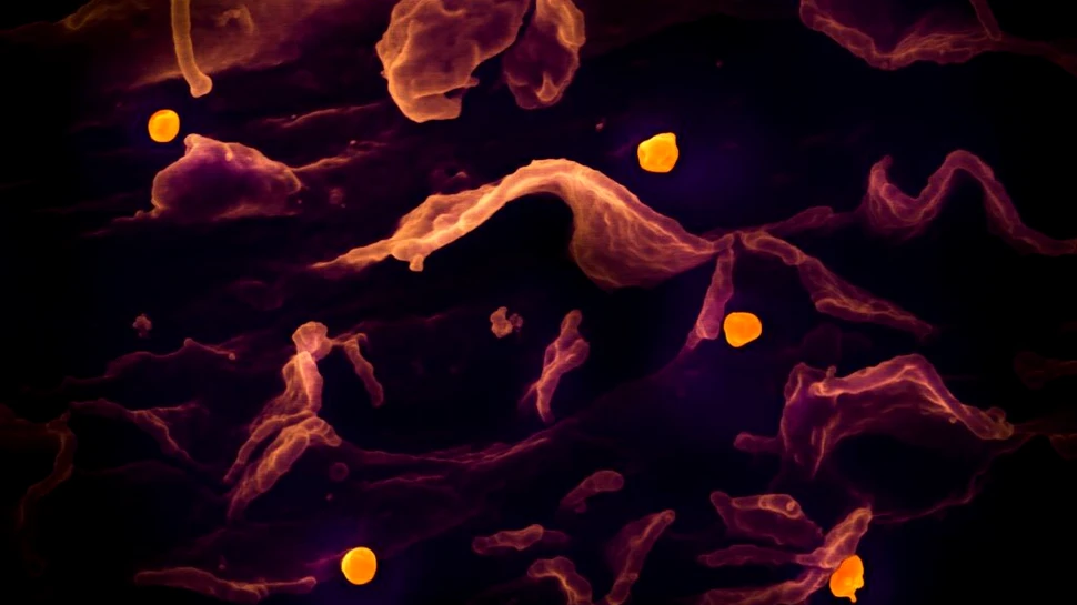 Un nou virus face ravagii în estul Chinei. Ce știu cercetătorii despre originea patogenului?