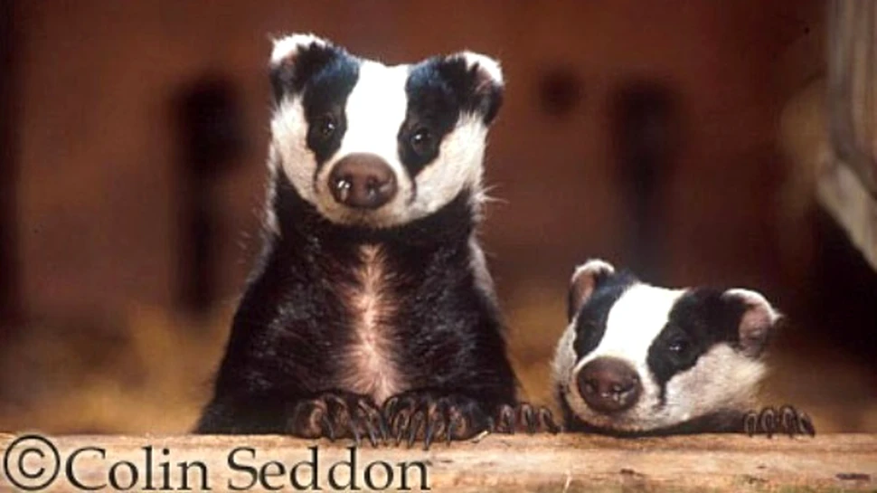 Incepe Apocalipsa pentru bursuci ?