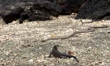 BBC Earth a publicat un nou clip cu momentul în care puiul de iguană scapă ca prin urechile acului după ce este atacat de zeci de şerpi