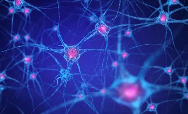 Somnul resetează neuronii pentru noi amintiri