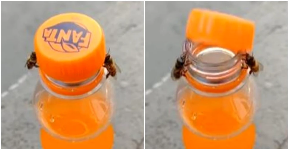 Momentul incredibil în care două albine desfac o sticlă de suc