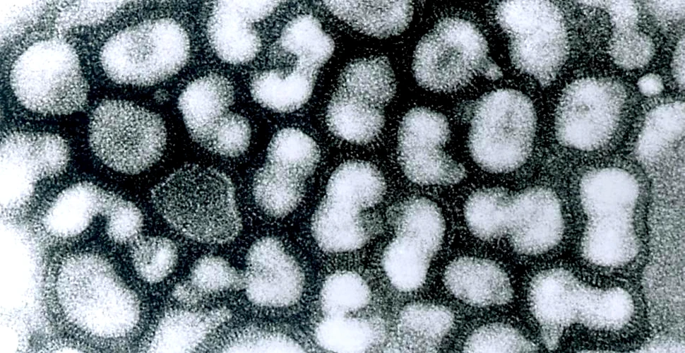 Savanţii care au creat cel mai periculos virus din istorie reiau cercetările, după o întrerupere de un an