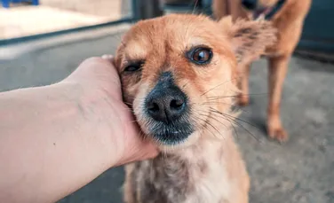 Cum afectează abandonul repetat comportamentul animalelor