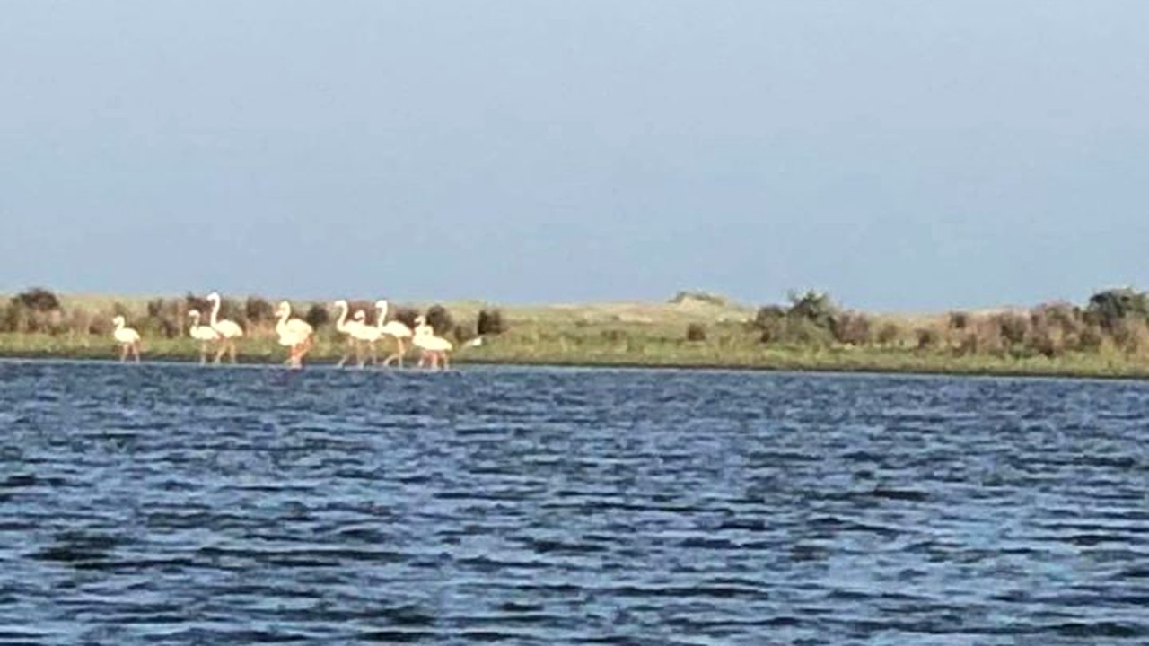 Hovawart