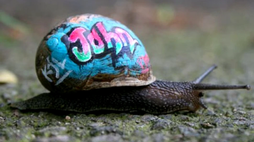 Melcii sunt patrioti redutabili