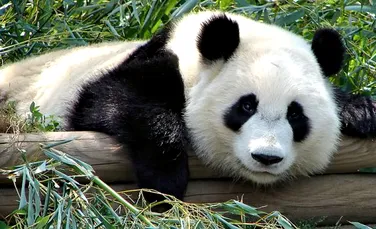 Se cauta profesor de chineza pentru un urs panda