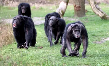 În 2018, cel mai mare grup de cimpanzei sălbatici din lume s-a divizat fără să mai încerce vreodată să se împace