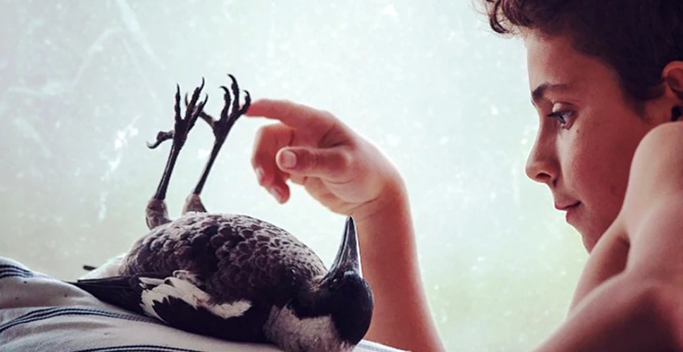 Viaţa neobişnuită a coţofenei Penguin. Nu i-a uitat pe cei care au salvat-o şi a devenit al patrulea „copil” al familiei – VIDEO
