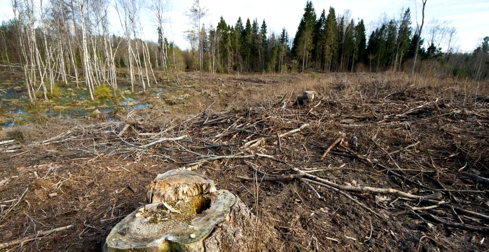 Ce suprafaţă de pădure se taie ilegal în România? În 2013, statisticile sunt de 4 ori mai îngrijorătoare decât în 2012