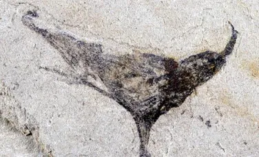 Un sit fosilifer din China dezvăluie o multitudine de creaturi complexe care au trăit înainte de explozia cambriană