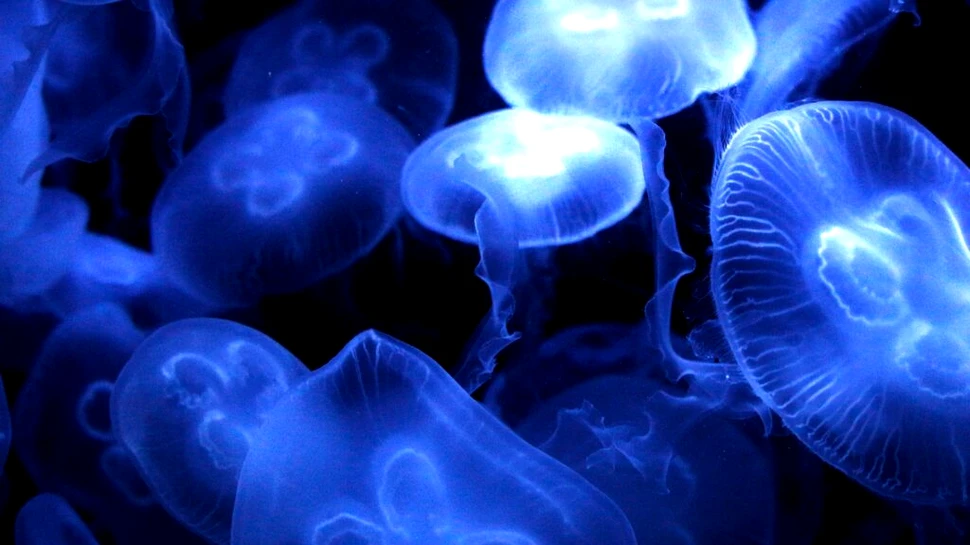 Oamenii de știință ar fi descoperit prima extincție în masă a animalelor de pe Pământ