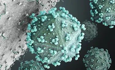 O descoperire importantă despre SIDA: „Rezervoarele” virusului se instalează foarte repede în corp. Importanţa acestui rezultat