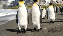 O nouă colonie de pinguini imperiali a fost depistată din spațiu