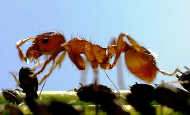 O noua generatie de programe anti-virus, inspirate din viata furnicilor