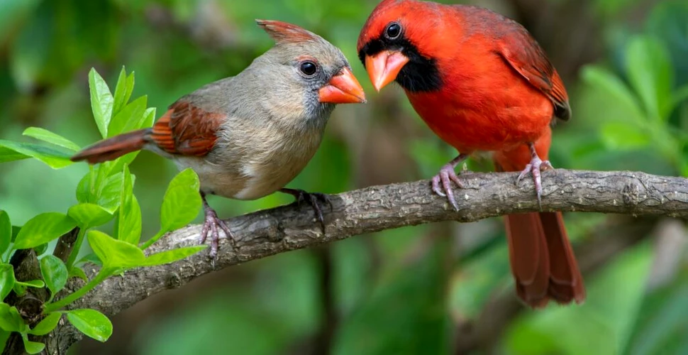 Speciile de păsări se schimbă mai repede în zonele protejate