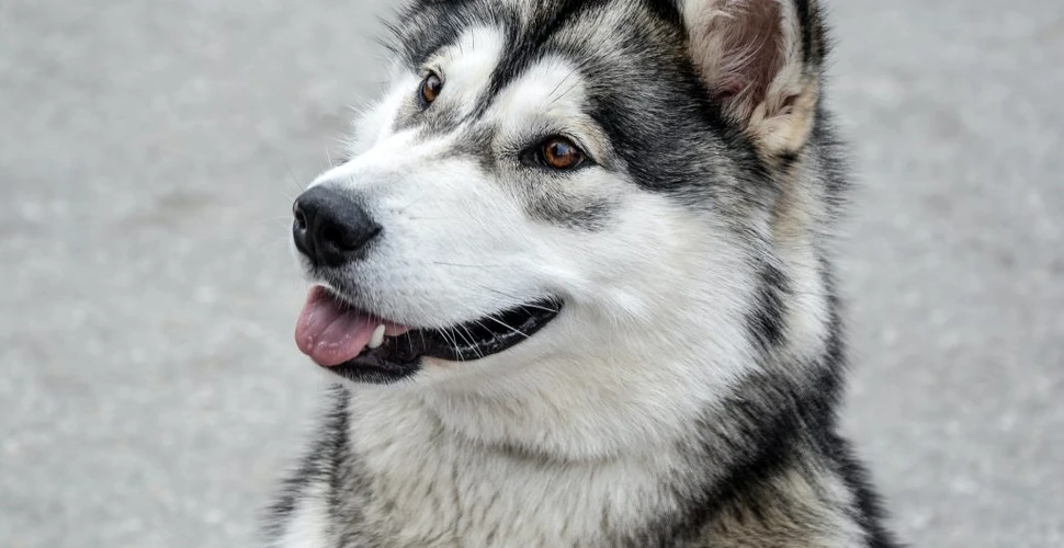 Un bebeluș abandonat într-un tufiș a fost salvat de un câine Husky