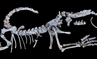 O fosilă analizată recent ar putea dezvălui modul în care dinozaurii au ajuns să aibă dimensiuni uriaşe