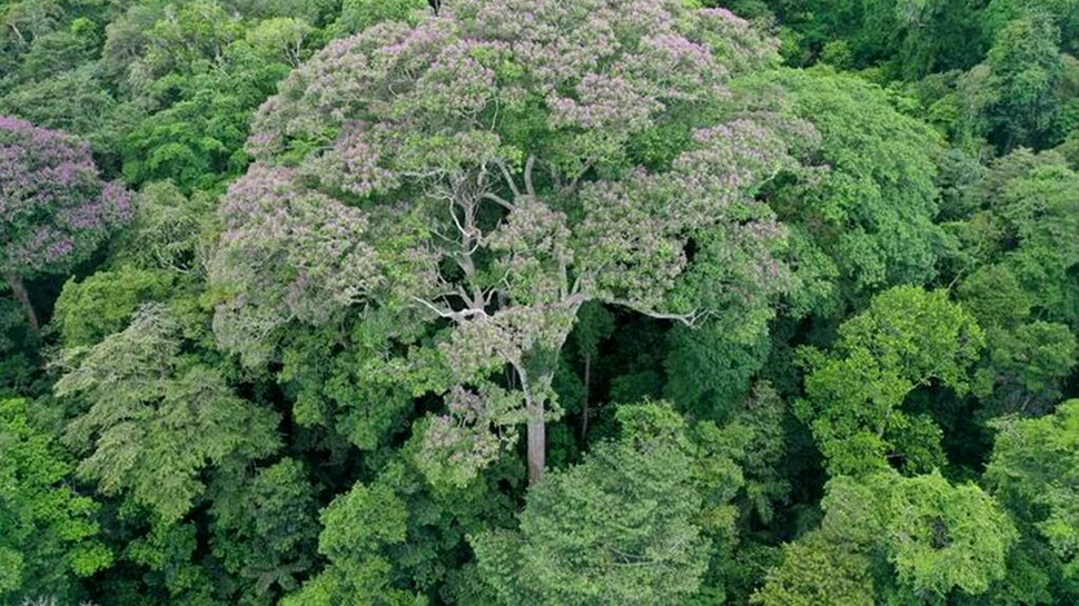 Unii copaci tropicali „adoră” să fie loviți de trăsnet