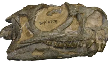 O nouă specie de dinozaur, descoperită după reanalizarea unor rămăşiţe ce au stat 30 de ani într-un muzeu