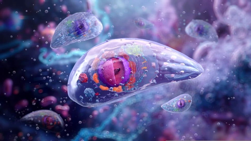 Cercetătorii au descoperit cum s-ar putea curăța creierul nostru de un parazit comun