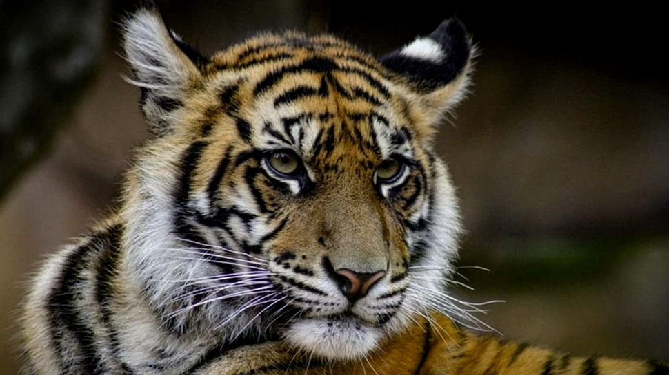 Un tigru de la un parc safari din Chile a omorât o îngrijitoare