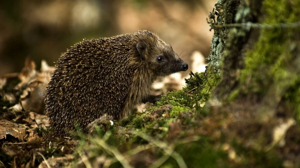 Istoria aricilor: cum au ajuns aceste mamifere adorabile să fie asociate cu vrăjitoria?
