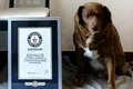 Cel mai bătrân câine care a trăit vreodată intră în Cartea Recordurilor