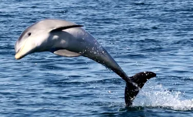 O nouă specie de delfini a fost descoperită în largul Australiei