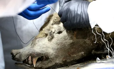 O femelă de urs, prinsă în permafrost timp de 3.500 de ani, a fost supusă unei necropsii
