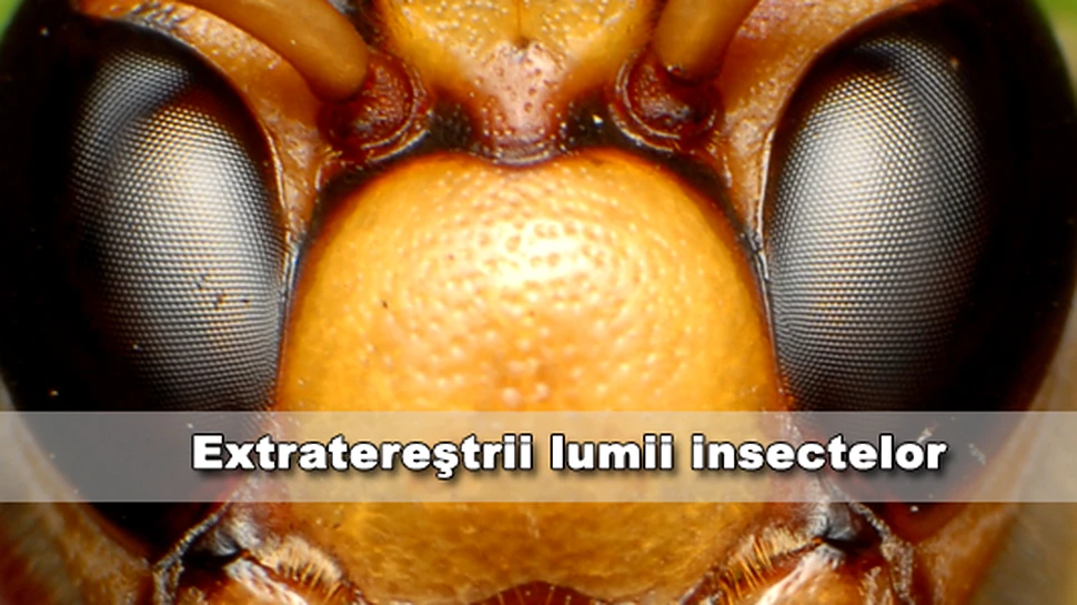 Extraterestrii lumii insectelor