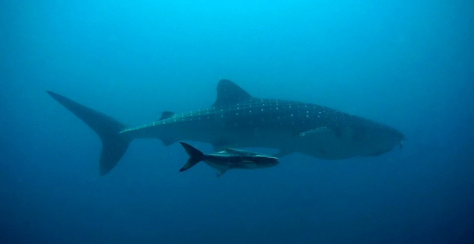 Oamenii de ştiinţă au rezolvat unul dintre cele mai mari mistere despre rechinul-balenă