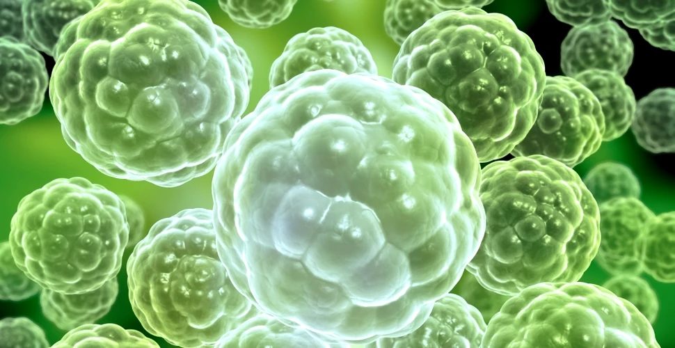 Celule canceroase, transformate în celule ale sistemului imunitar