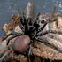 Cel mai veninos păianjen din lume își modifică veninul în funcție de stare