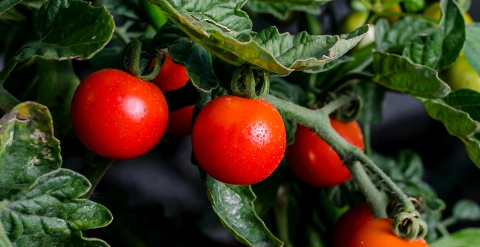 Virusul tomatei afectează serele din mai multe ţări