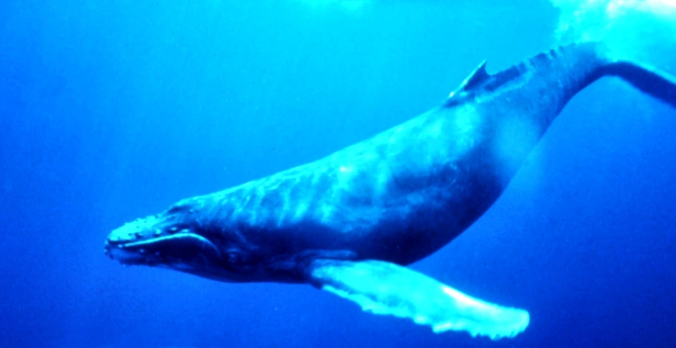 O balenă extrem de rară a fost filmată în apropiere de Norvegia (VIDEO)