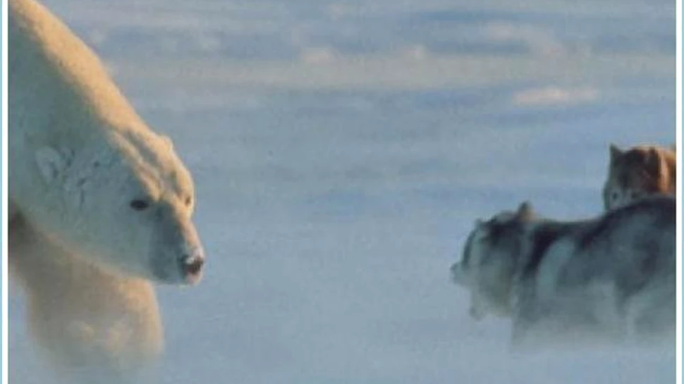 O intalnire incredibila cu un urs polar