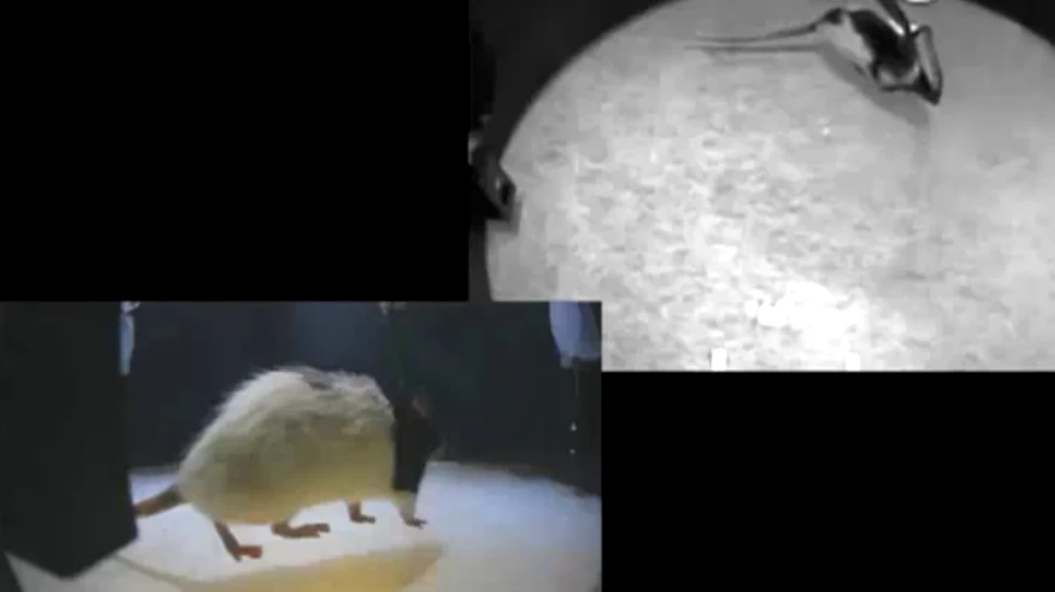 Reuşită fără precedent: un cercetător le-a dat şobolanilor „al şaselea simţ” – capacitatea de a atinge lumina infraroşie!