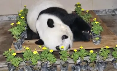 Cel mai bătrân panda în captivitate din lume, ursoaica Basi, a murit în China. Vârsta ei era echivalentul a peste 100 de ani umani