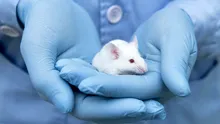 Cercetătorii au reușit să obțină pui de șoareci din doi masculi