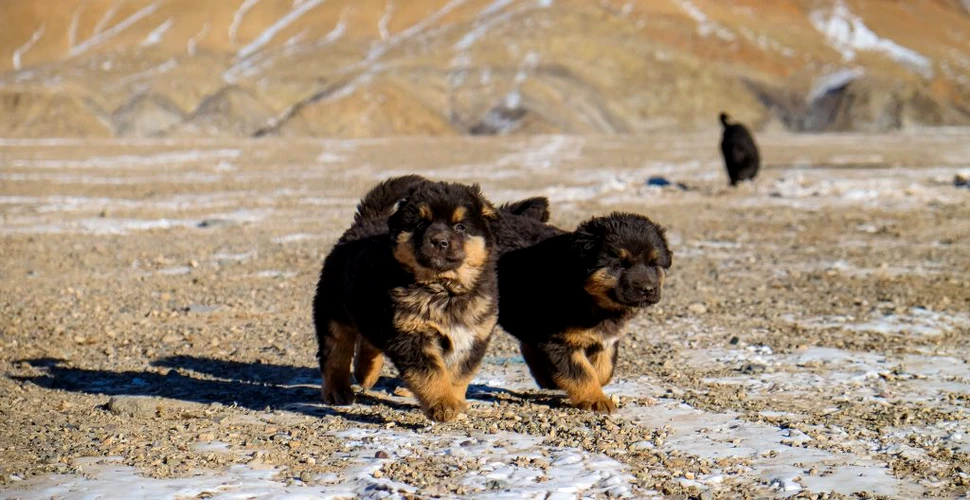 Câinii bankhar, gardienii antici care ar putea salva stepa Mongoliei