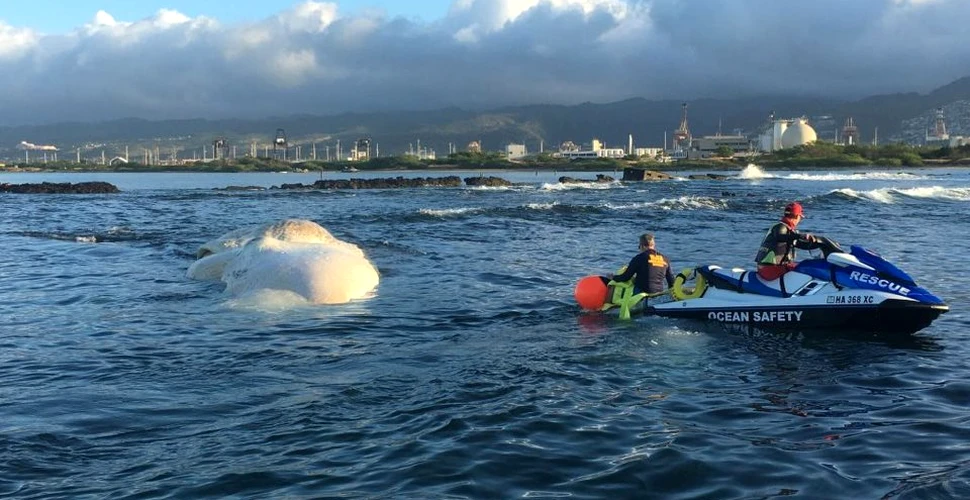 Cadavrul unei balene care seamănă cu o bezea ”bântuie” coasta hawaiiană şi contrariază specialiştii
