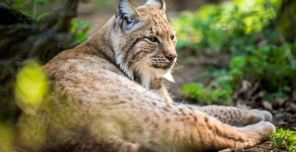 Ministerul Mediului propune împuşcarea a 1691 de animale sălbatice strict protejate. WWF: O nouă victorie a intereselor vânătoreşti