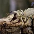 Scorpionii invadează orașele din Brazilia. Pericol alimentat de urbanizare și schimbări climatice