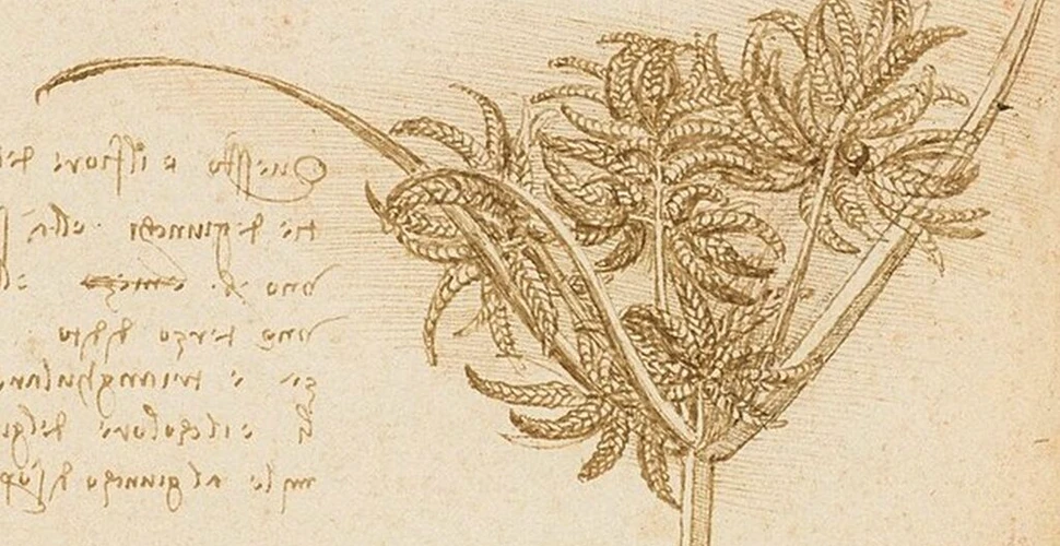 O regulă faimoasă a lui Leonardo Da Vinci a fost dezmințită de un nou studiu
