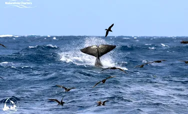 Lupta feroce dintre o balenă albastră și 70 de orci a lăsat un grup de turiști în lacrimi și fără cuvinte