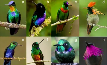 Păsările colibri au cel mai colorat penaj dintre toate păsările cunoscute, arată un studiu